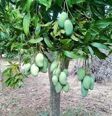 Amrapali Mango Fruit Plant Manufacturer & Supplier in India